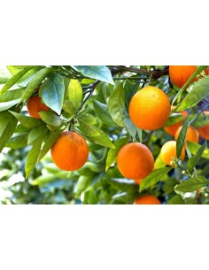 Orange Tree 1kg