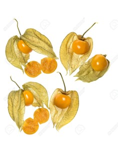 Physalis Tray