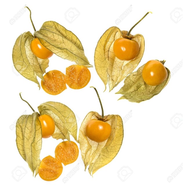 Physalis Tray
