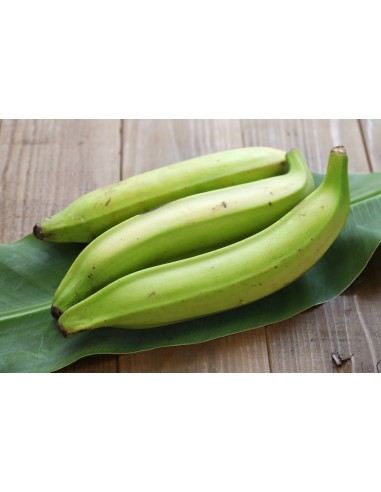 Banana Macho (aprox.)