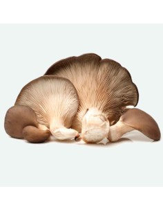 Alpaca Mushrrom 1kg