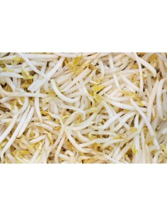 Soybean Sprouts