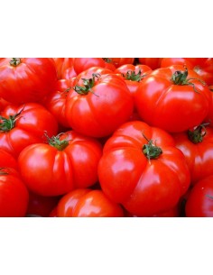 Tomato Canary extra 1kg