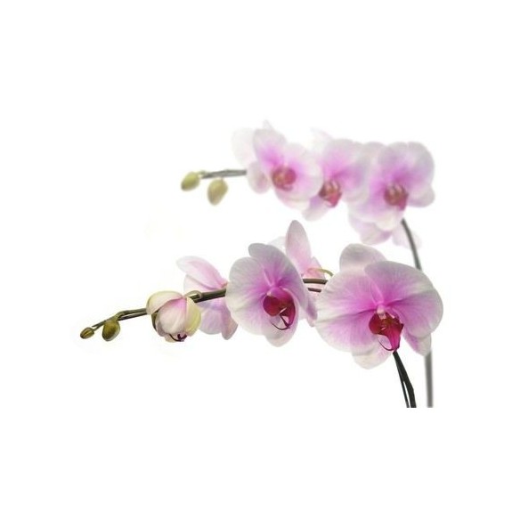 Orchid 2 Stems
