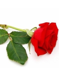 Red Rose Unit