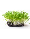 Alfalfa sprouts tray