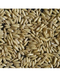 Avena perlada en grano el gran