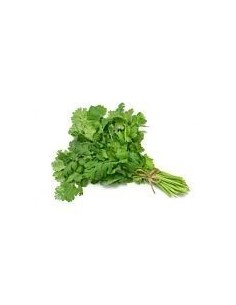 Ibiza Coriander Bunch