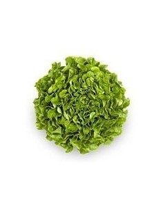 Ibiza Green Oak Leaf Lettuce x 1 Unit