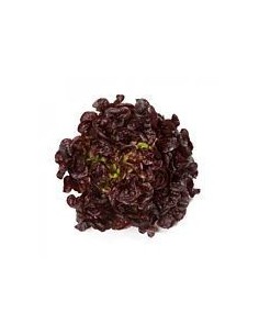 Ibiza Red Oak Leaf Lettuce x 1 Unit