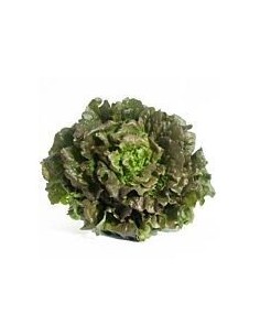 Ibiza Maravilla Lettuce x 1 Unit