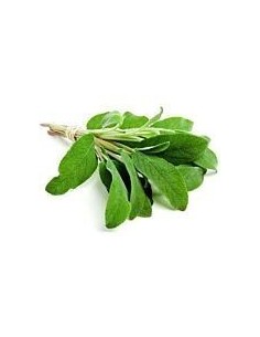 Fresh Sage Bunch
