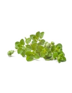 Fresh Oregano Bunch