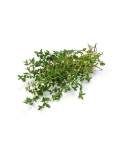 Fresh Thyme Bunch