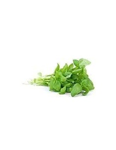 Fresh Basil Bunch