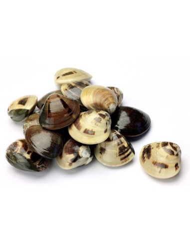 Clams 1Kg