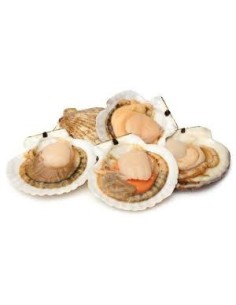 Scallops !kg