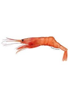 Pink Shrimp 1Kg