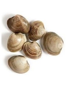 Clams