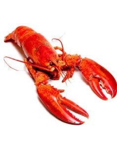 Medium Lobster