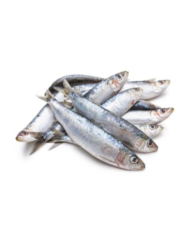 Sardines 1Kg
