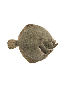 Turbot Whole Clean Farmed (approx 1.5kg)