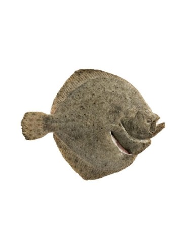 Turbot Whole Clean Farmed (approx 1.5kg)