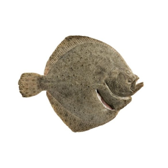 Turbot Whole Clean Farmed (approx 1.5kg)