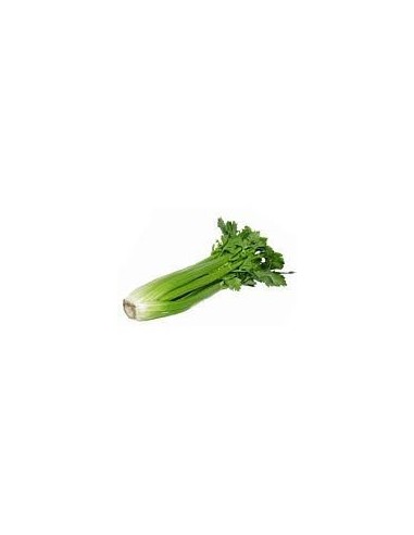 Celery with Shoots