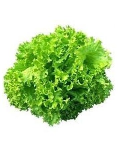 Lettuce Lollo Verde Unit