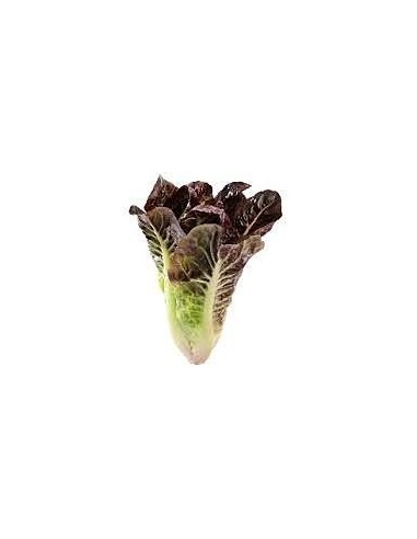 COS Lettuce Hearts Red Units 3