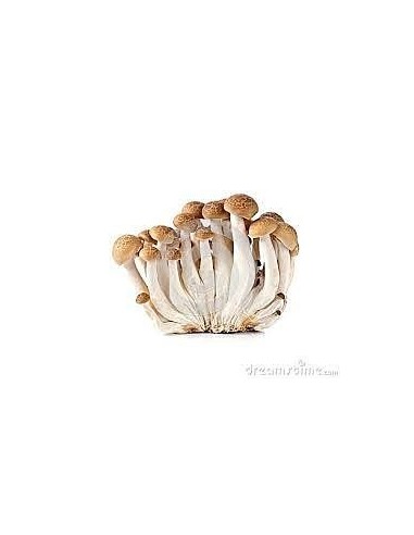 Mushrooms Shimiji Brown Punnet