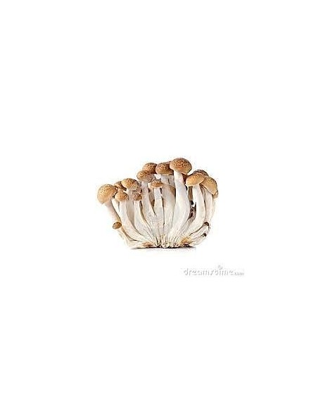 Mushrooms Shimiji Brown Punnet