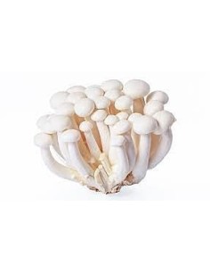 Mushrooms Shimiji White Punnet
