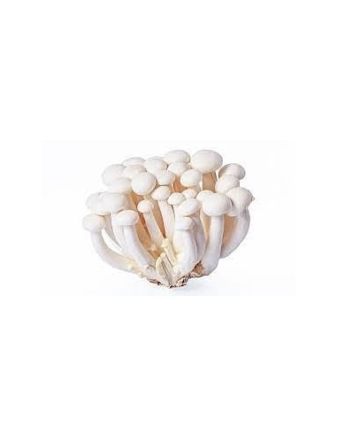 Mushrooms Shimiji White Punnet