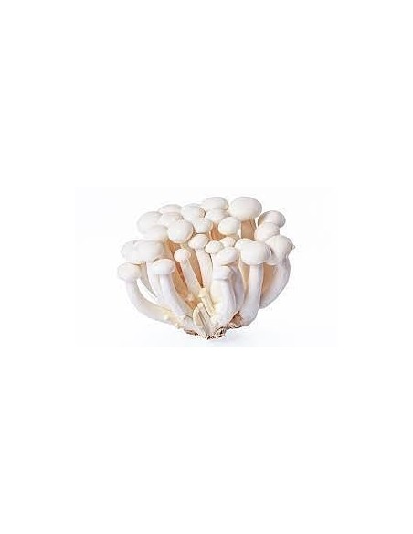 Mushrooms Shimiji White Punnet