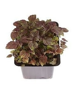 Sakura Mix Punnet