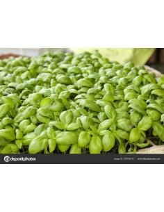 Basil Tray