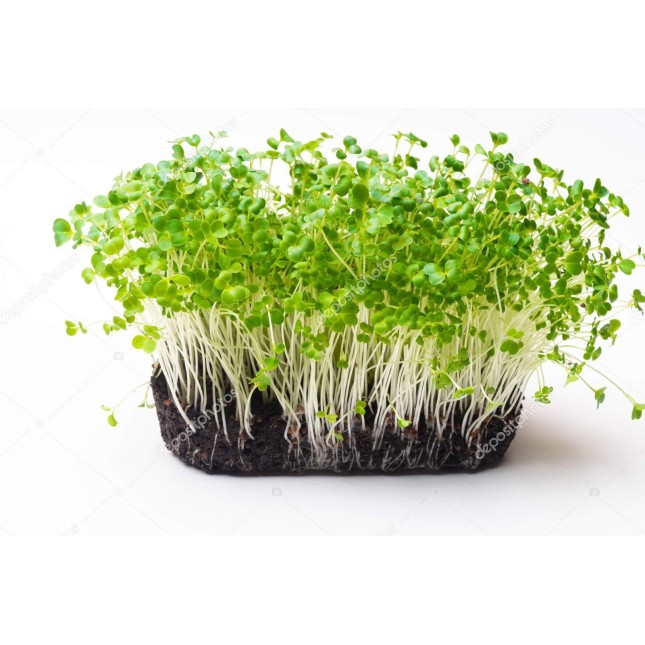 Alfalfa sprouts tray