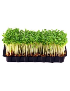 Cress Tray