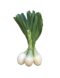Spring Onion Ibiza