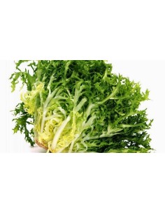 Broad Endive
