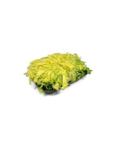 Fine Endive tray