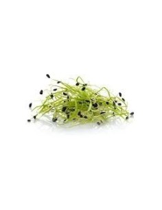 Garlic Sprout