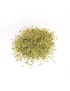 Onion Sprout tray