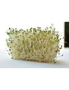 Lentil Sprout tray