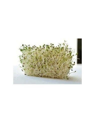 Lentil Sprout tray