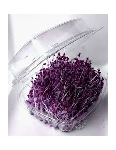 Lobardia Sprout