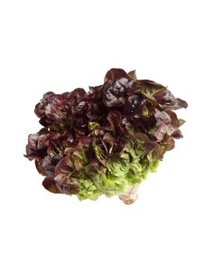 Red Oak Leaf