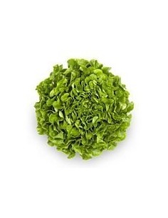 Green Oak Leaf